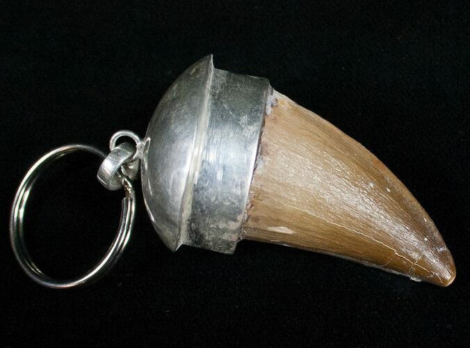 Authentic Fossil Mosasaurus Tooth Keychain #11136